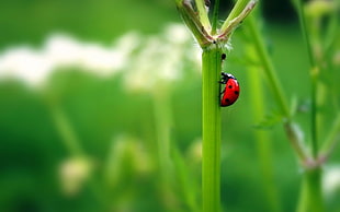 close up focus photo of a red and black Coccinellidae on green plant